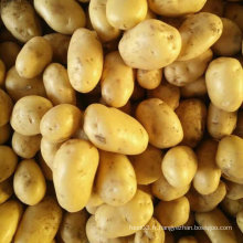 Golden Fournisseur de pommes de terre fraîches en provenance de Chine